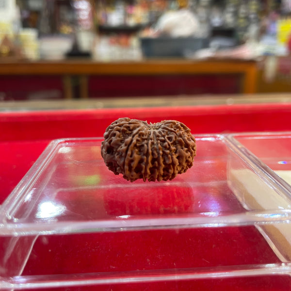 13 Mukhi Natural Rudraksha – 100% Original Certified Terah Mukhi Rudraksha Bead