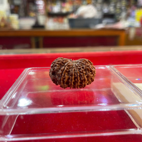 Textured brown rudraksha bead in clear plastic display tray
