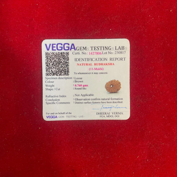 Rudraksha bead with VEGGA identification report card in clear case
