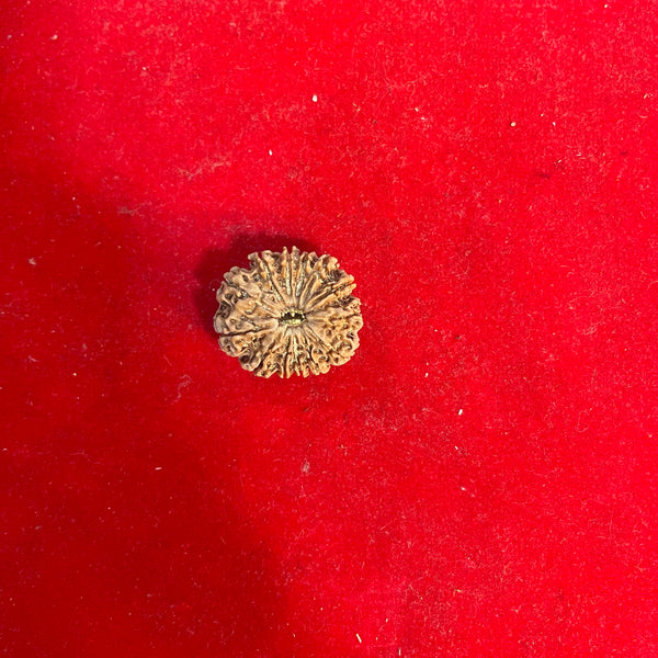 Kamdev Rudraksha
