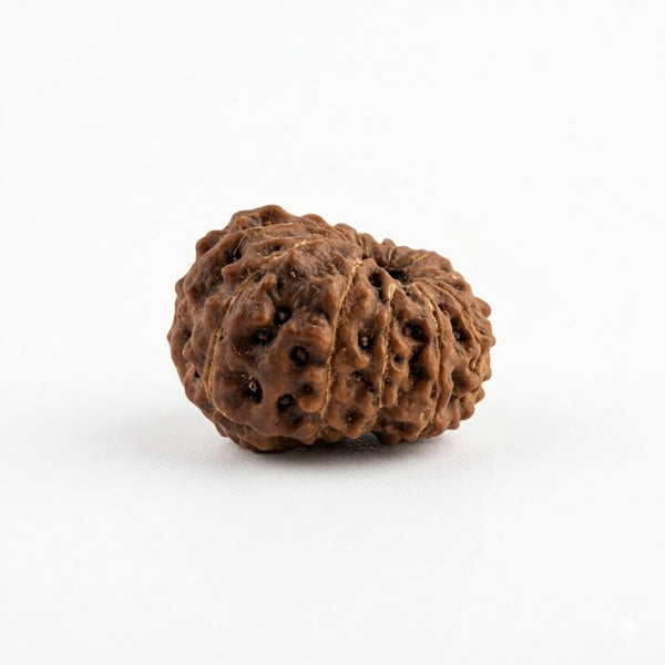 Original 11 Mukhi Rudraksha Price