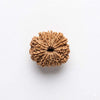 Brown rudraksha bead with fan-like ridges and central dark opening
