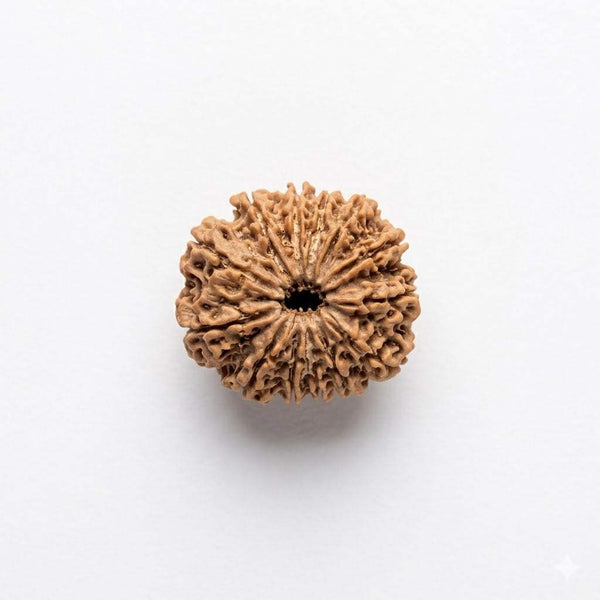 Brown rudraksha bead with fan-like ridges and central dark opening