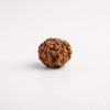 Brown eight-mukhi rudraksha bead with carved ridges, round shape
