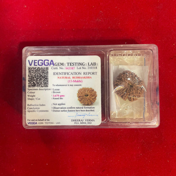 Rudraksha bead in clear plastic case with identification report card