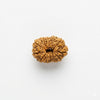 12 Mukhi Rudraksha Original
