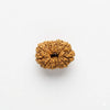 Twelve Mukhi rudraksha bead, round with textured surface