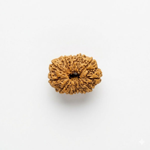 12 Mukhi Rudraksha Original