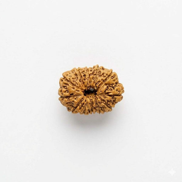 Twelve Mukhi rudraksha bead, round with textured surface