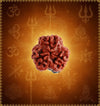 3 Mukhi Rudraksha – Energized Natural Three Face Rudraksha Bead for Confidence, Stress Relief & Spiritual Growth - Achleshwar
