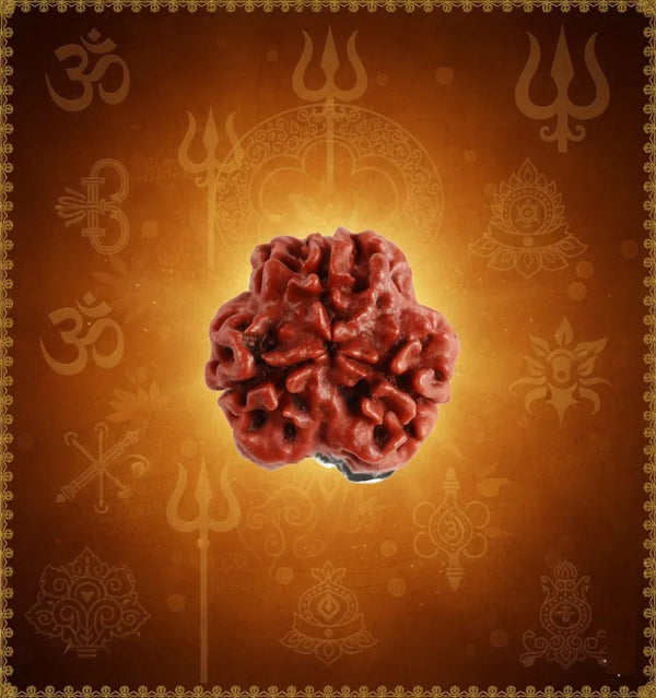 3 Mukhi Rudraksha – Energized Natural Three Face Rudraksha Bead for Confidence, Stress Relief & Spiritual Growth - Achleshwar