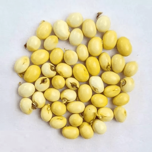 Kuber Dhan Varsha Potli