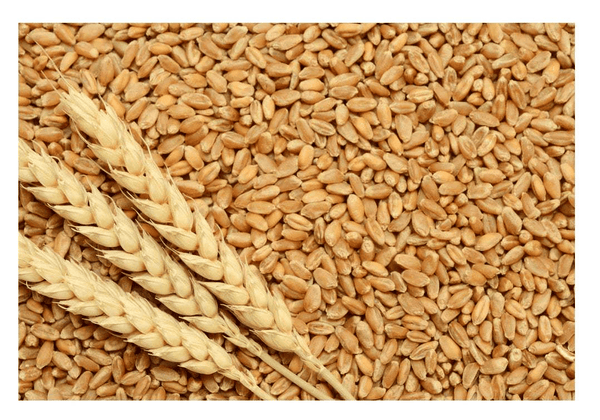 Close-up of wheat kernels and wheat stalks