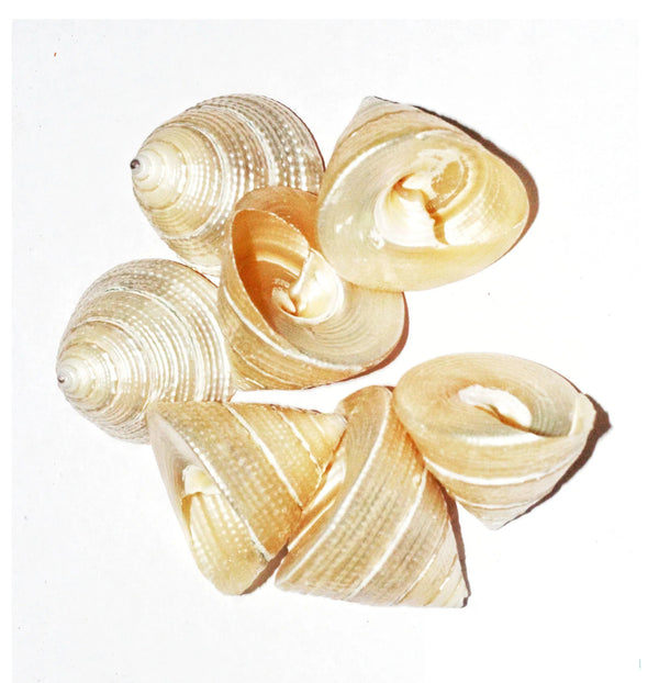 Kuber Dhan Varsha Potli - Achleshwar