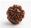 Brown rudraksha-style seed bead with textured segments