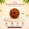 rudrakhs_mala_5mm_bead