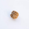 Dark brown four-faced rudraksha bead, textured surface