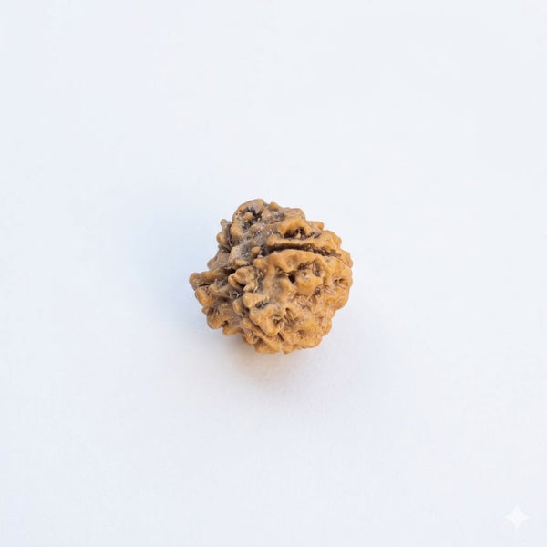 4 Mukhi Rudraksha – Natural & Certified Four Faced Rudraksha Bead