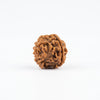 chaar mukhi rudraksha for meditation
