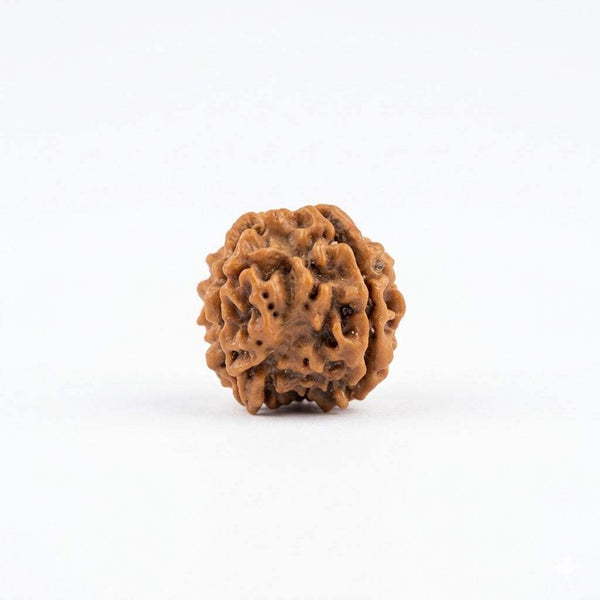 Brown four-faced rudraksha bead with carved ridges