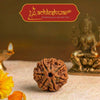 Seven Mukhi Rudraksha bead on white surface