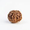 7 Mukhi Rudraksha – Natural Seven Faced Rudraksha with Certificate