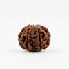 7 Mukhi Rudraksha – Natural Seven Faced Rudraksha with Certificate
