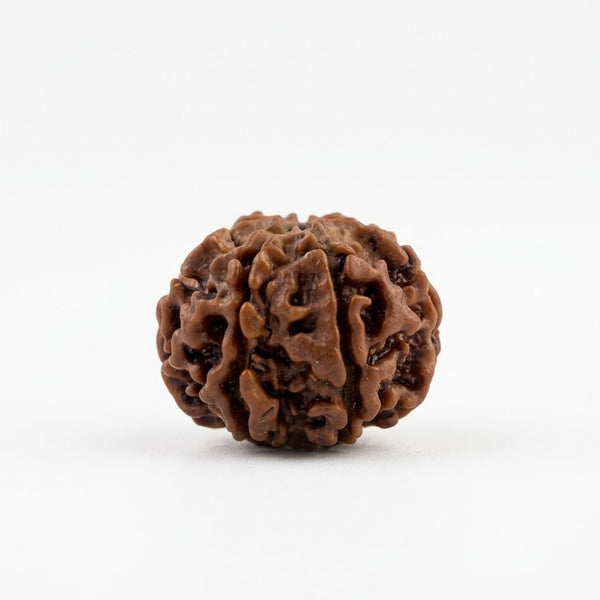 7 Mukhi Rudraksha – Natural Seven Faced Rudraksha with Certificate