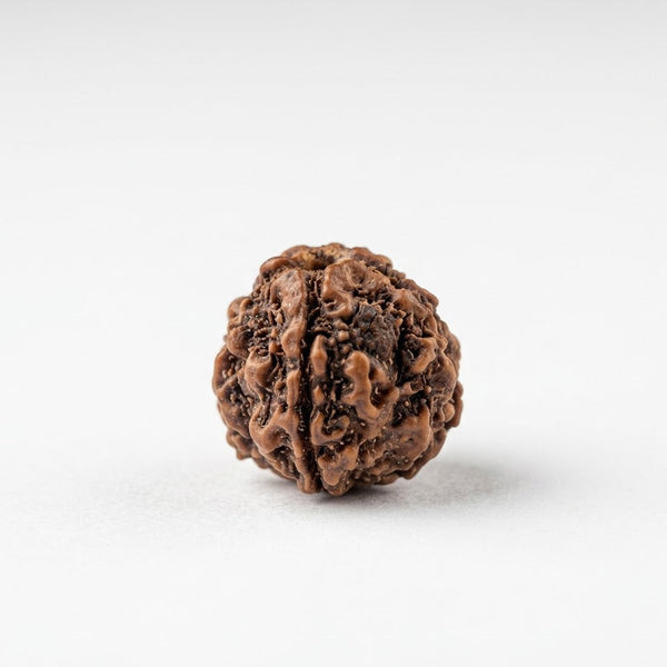chaar mukhi rudraksha for budh