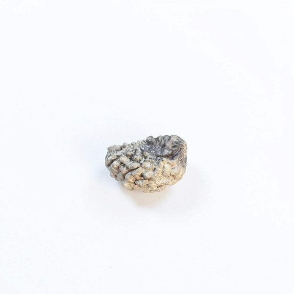 rare 1 mukhi rudraksha bead