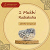 1 mukhi rudraksha kaju shape lab certified