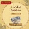 1 mukhi rudraksha kaju shape lab certified