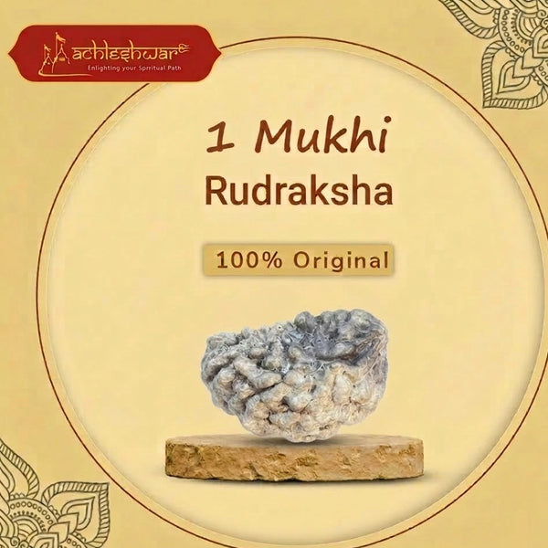 1 mukhi rudraksha kaju shape lab certified