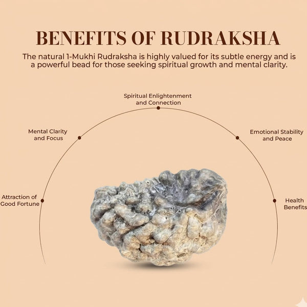 1 Mukhi Rudraksha (Kaju / Half Moon) – Lab Certified Ek Mukhi Chandrakaar Rudraksha