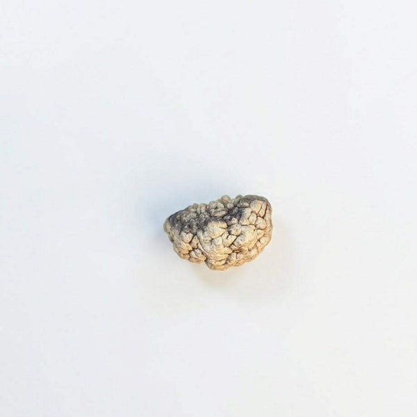 Brown 1-face rudraksha bead with knobbly natural texture