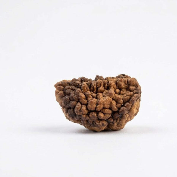 Dark brown 1-face rudraksha bead with rough textured surface