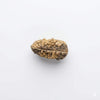 Light tan 1-face rudraksha bead with bumpy ridged surface