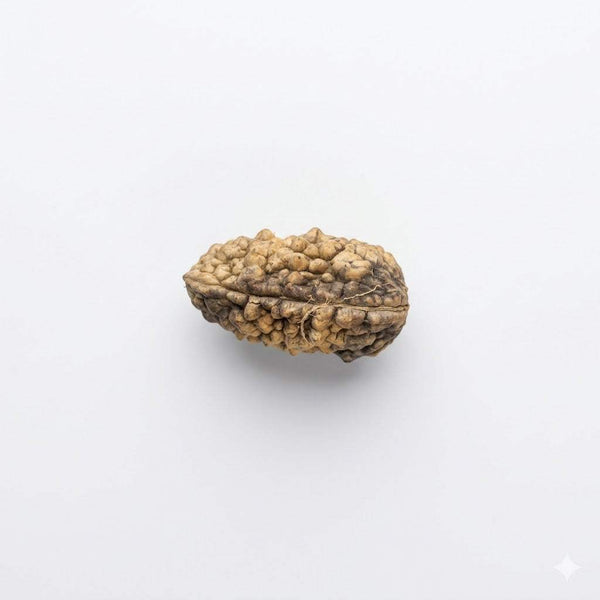 Light tan 1-face rudraksha bead with bumpy ridged surface