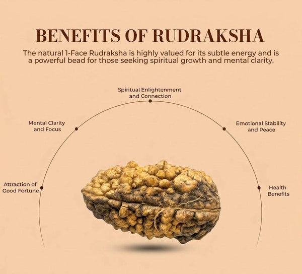 1-face rudraksha bead on benefits graphic with circular arrow labels
