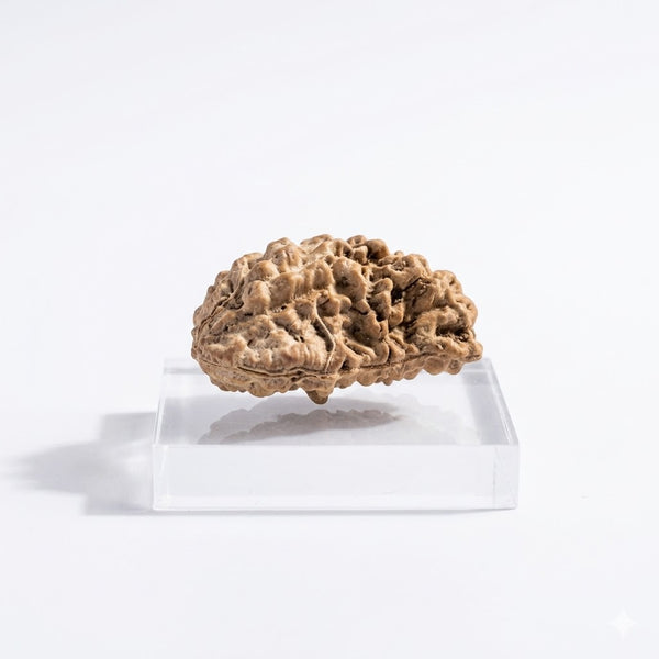 1 Mukhi Natural Rudraksha – Ek Mukhi Original Rudraksha Bead