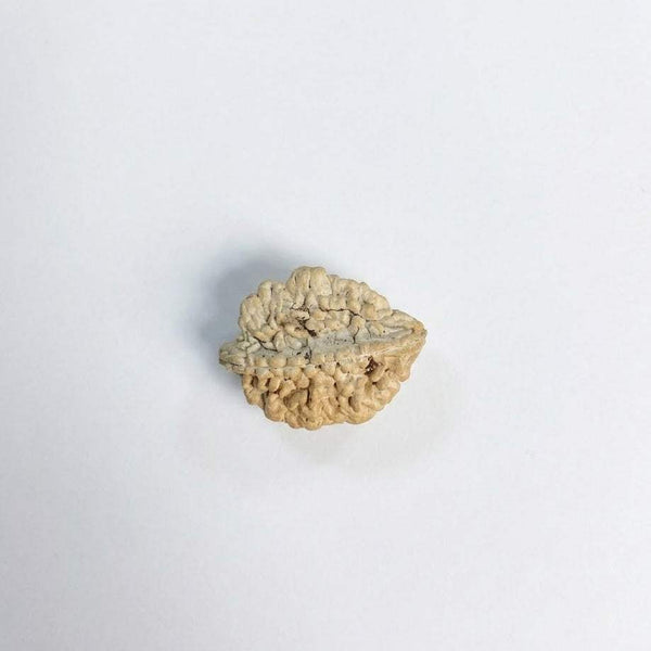 Natural rudraksha bead, light tan with deeply textured surface