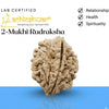 Natural rudraksha bead, large textured light tan surface on display
