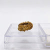Natural rudraksha bead in clear plastic tray, textured light brown