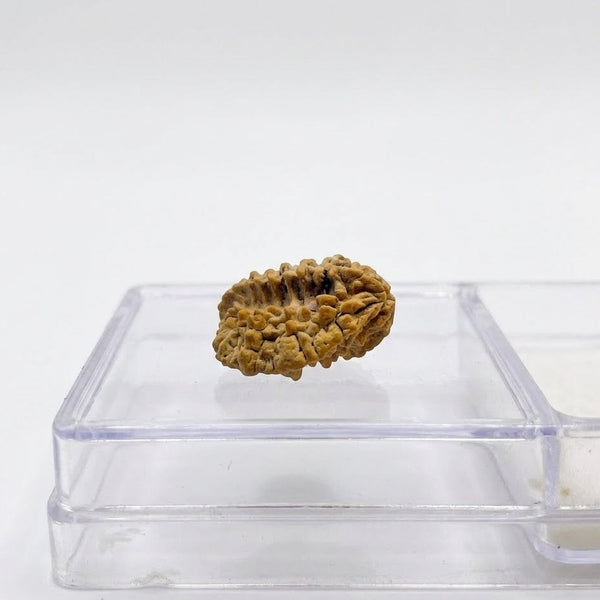 2 Mukhi Natural Rudraksha – Do Mukhi Original Rudraksha Bead