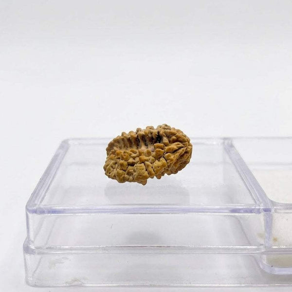 Natural rudraksha bead in clear plastic tray, textured light brown