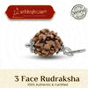 3 mukhi rudraksha lab certified