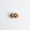 two joint rudraksha bead
