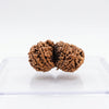 Gauri Shankar Rudraksha – Original Certified Shiv Parvati Naturally Joint Rudraksha