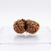 Two brown rudraksha beads with deep ridges and clustered seed texture
