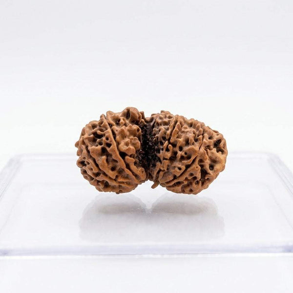 Two brown rudraksha beads with deep ridges and clustered seed texture